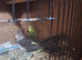Baby Cockatiels and Budgies