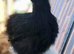 Stunning silkie bantams for sale- a variety of colours