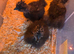 Silkie chicks