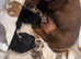 Miniature Dachsund puppies