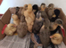 Day old ducklings