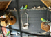 Birds for sale