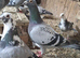 Romanian Racing Homer Pigeons