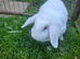 Female lop