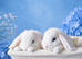 blue-eyed girls mini lop