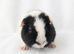 Teddy guinea pig