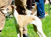 KC Whippet Bitch Pups 6 months old