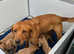 Quality Fox Red Labrador KC reg