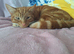 Ron is searching for his forever home