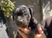 Dachshund x french bulldog
