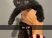 Last 2 Maine coon X kittens