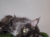 Pedigree Maine Coon female