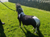 Minature shetland colt for sale