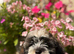 Exquisite litter of Havanese Puppies