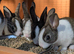 Dutch rabbit babies ready soon