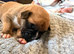 Chunky boxer puppies for sale