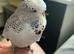 Beautiful tame budgies