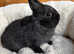 Netherland dwarf male