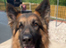 Part Trained - Healthy & Chunky German Shepherd Puppies