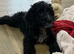 1 handsome chap still looking for a family