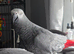 6 year old African grey parrot