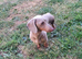 Dachshund male forsale
