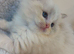 European Ragdolls