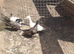 Call ducks