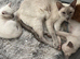 Two Beautiful Siamese Boy Kittens Looking for Their Forever Homes
