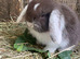 Beautiful Mini lop babies