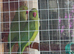 Male & Female Indian Ringneck Parrots – 8 Months Old – £375 Pair