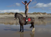 14.3/15H - 9Yo - Bay - Old Fashioned Cob - Gelding - All Rounder / Family Horse