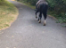 15.2 Welsh d gelding true family horse