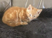 Beautiful kitten litter