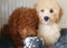 Miniature Poodle.