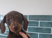 Mini dachshund pups ready now