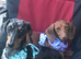 Miniature dachshunds