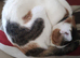 Cat in wembley looking for new home