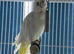 Cockatoo Glasgow