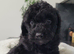 Toy Sproodle Puppies