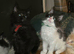 Maine-coon, Ragdoll mix kittens