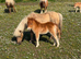 Registered miniature Shetland foal ponies.