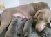 Outstanding blue kc weimaraner puppies
