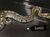 Royal Python babies