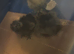 3x 3day old unsexed chicks