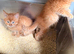 2x Maine coon cross. Boys