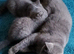 ABSOLUTELY BEAUTIFUL KITTENS 8 WEEKS OLD FULLY LITTER TRAINED