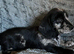 Daxi cross yorkie pups.