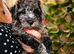 Gorgeous mini / toy poodle puppies