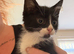 Kittens ready now